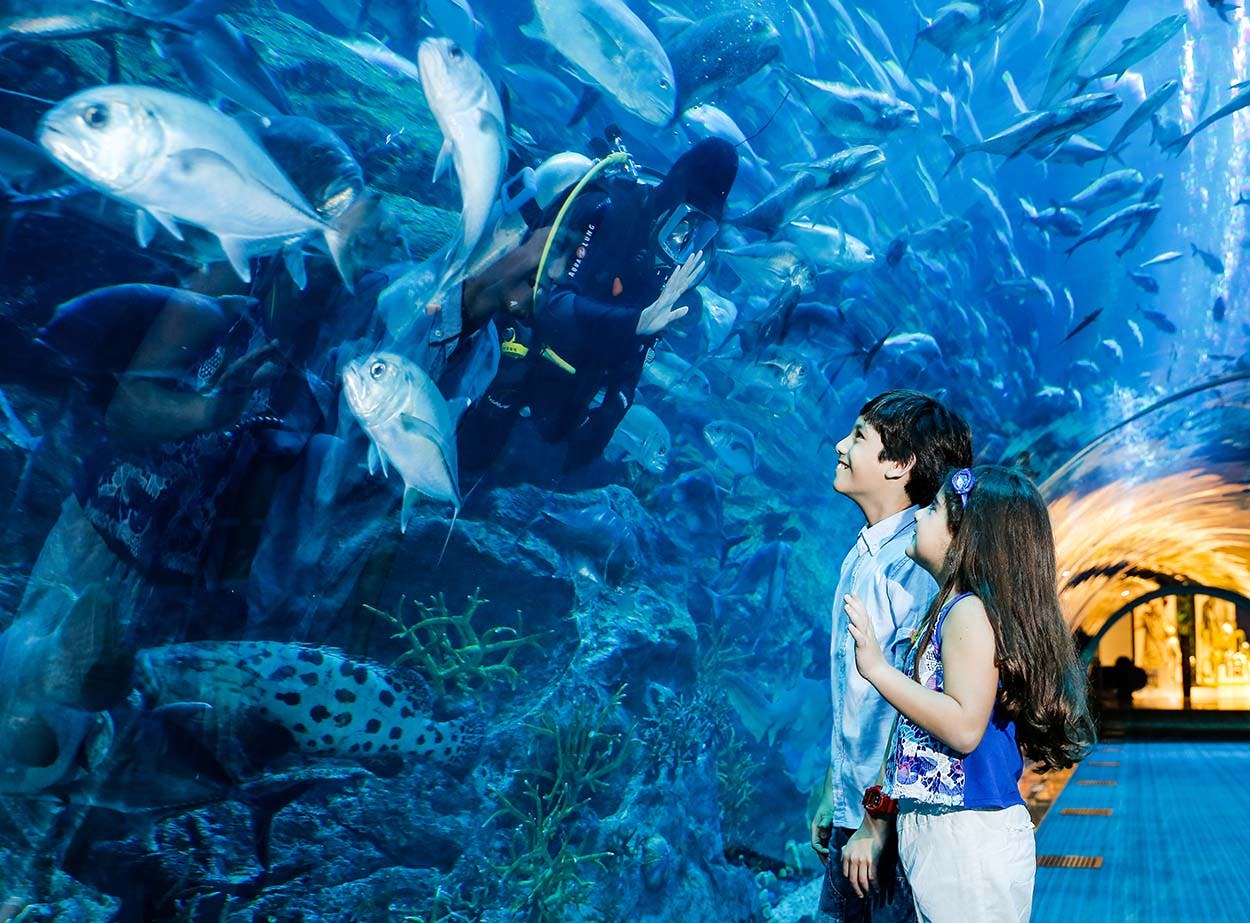 Dubai Aquarium And Underwater Zoo  