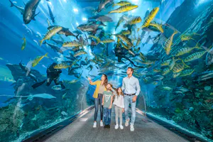 Dubai Aquarium And Underwater Zoo Tickets