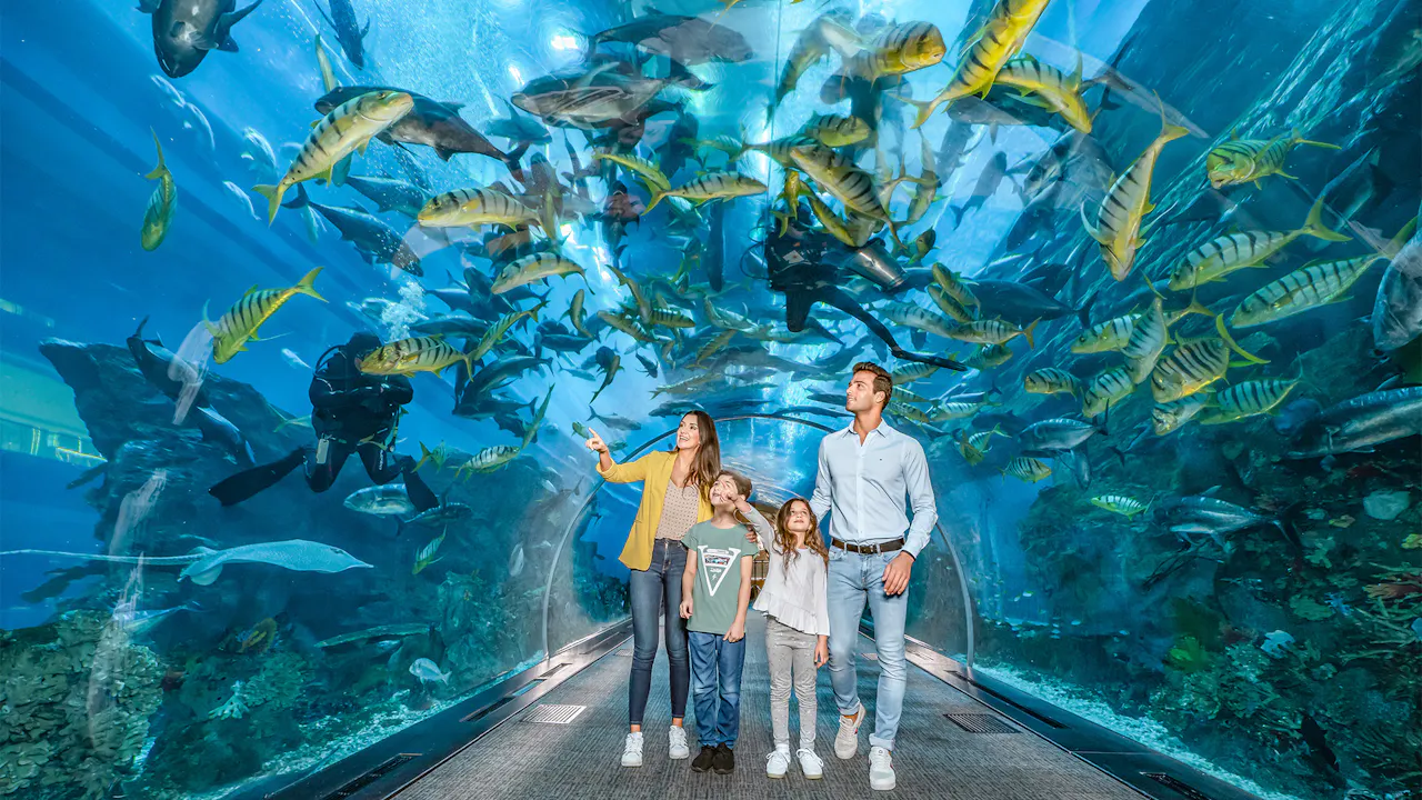 Dubai Aquarium And Underwater Zoo Ticket