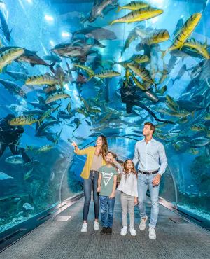 Dubai Aquarium And Underwater Zoo Tickets