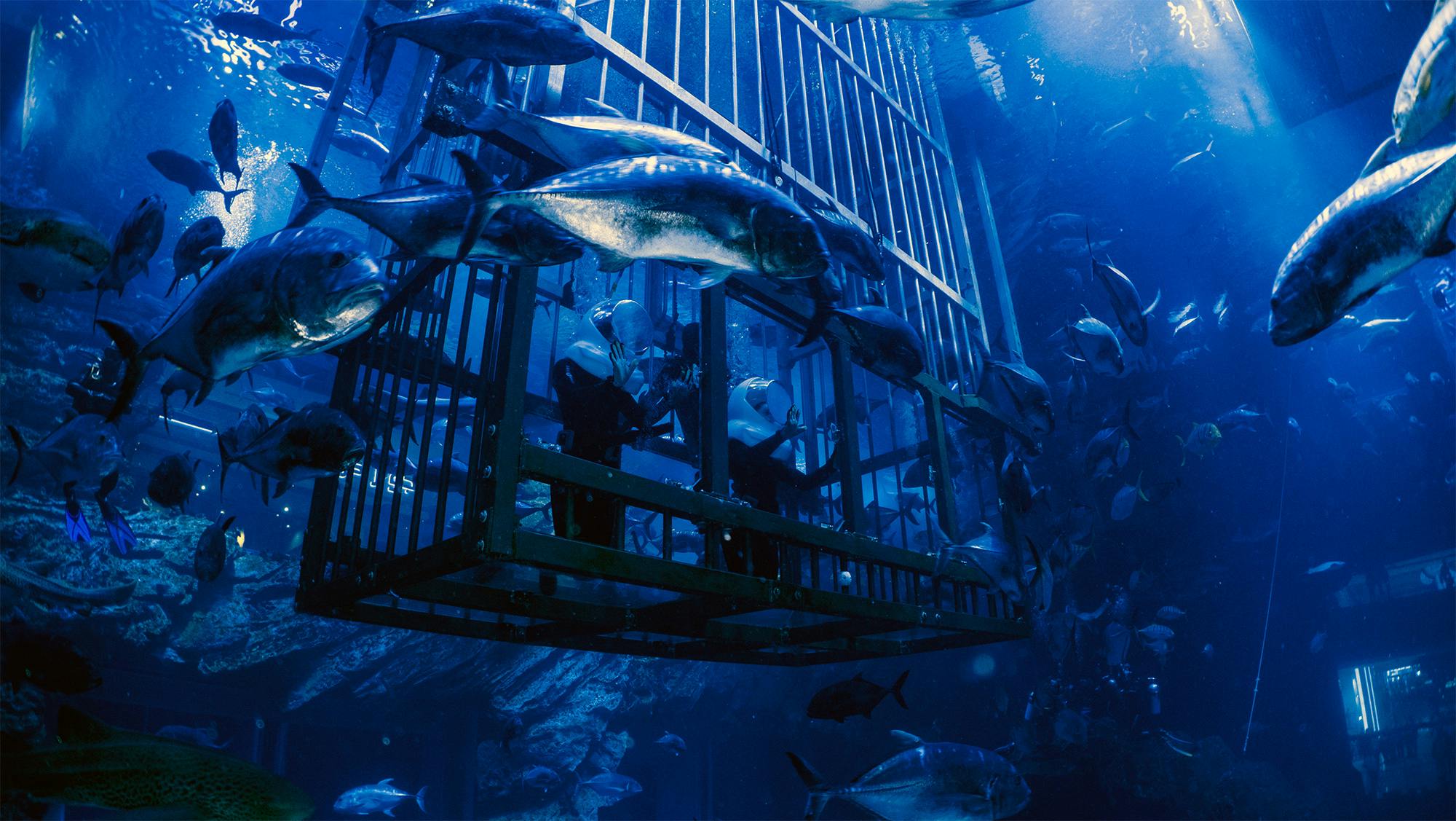 Dubai Aquarium And Underwater Zoo  