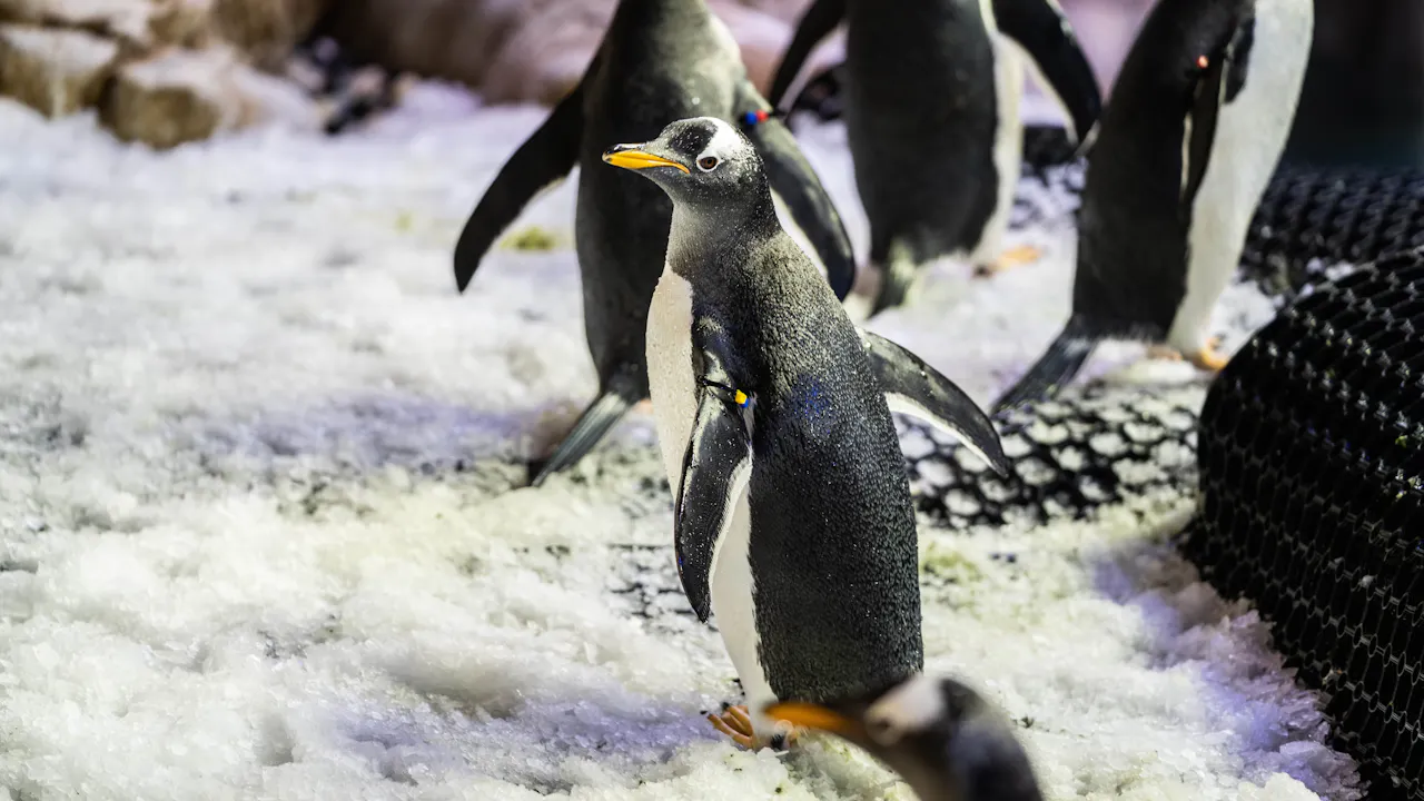 Dubai Aquarium And Underwater Zoo Discount