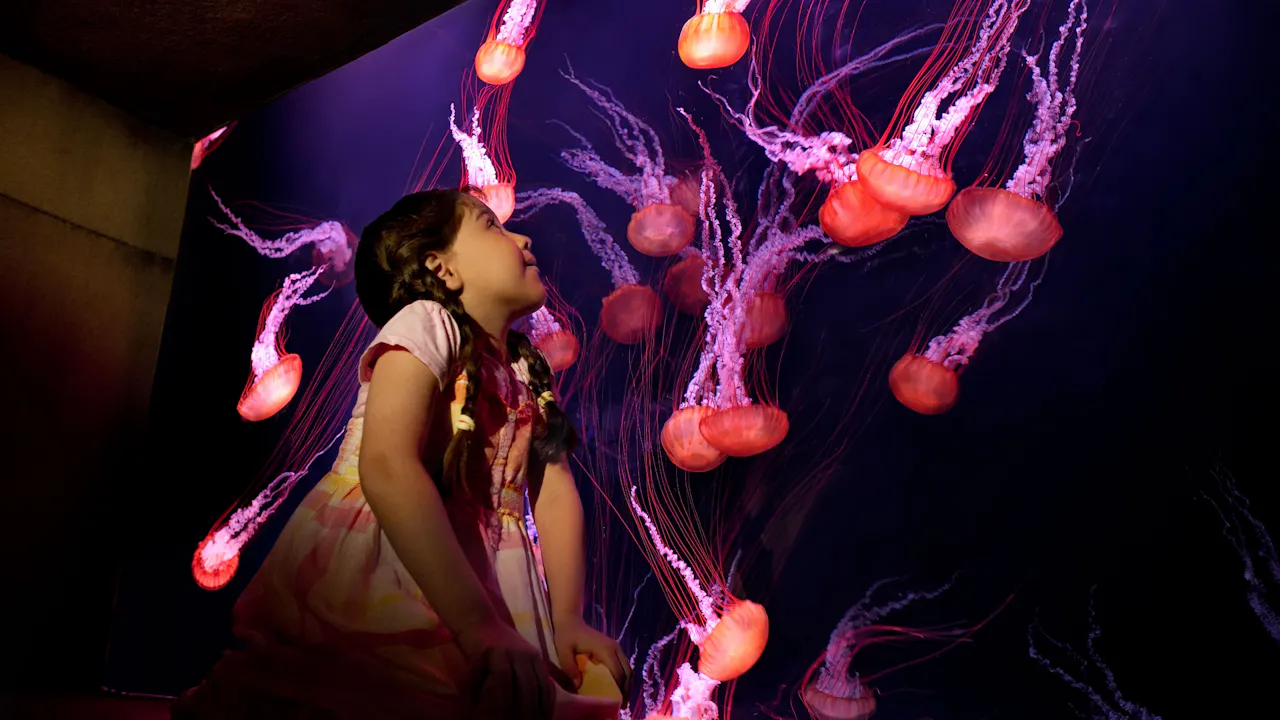 Aquaventure + Lost Chamber Aquarium Location