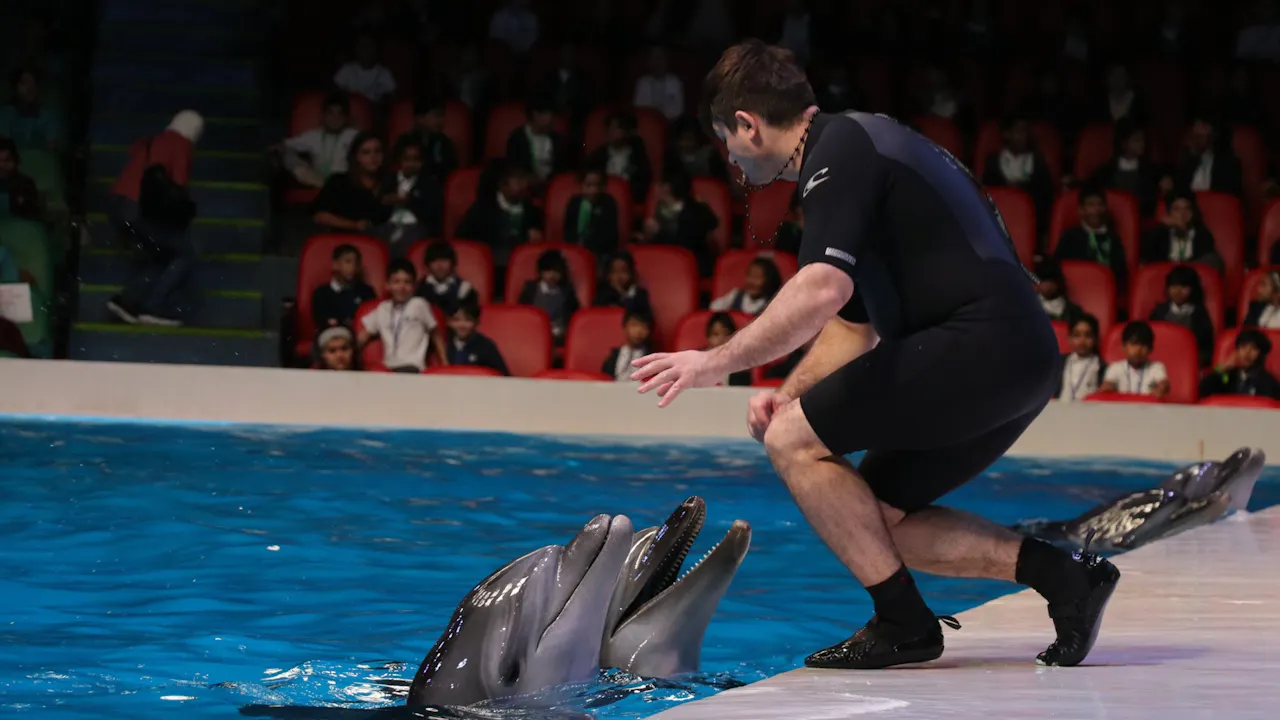 Dubai Dolphinarium Tickets: Dolphin & Seal Show