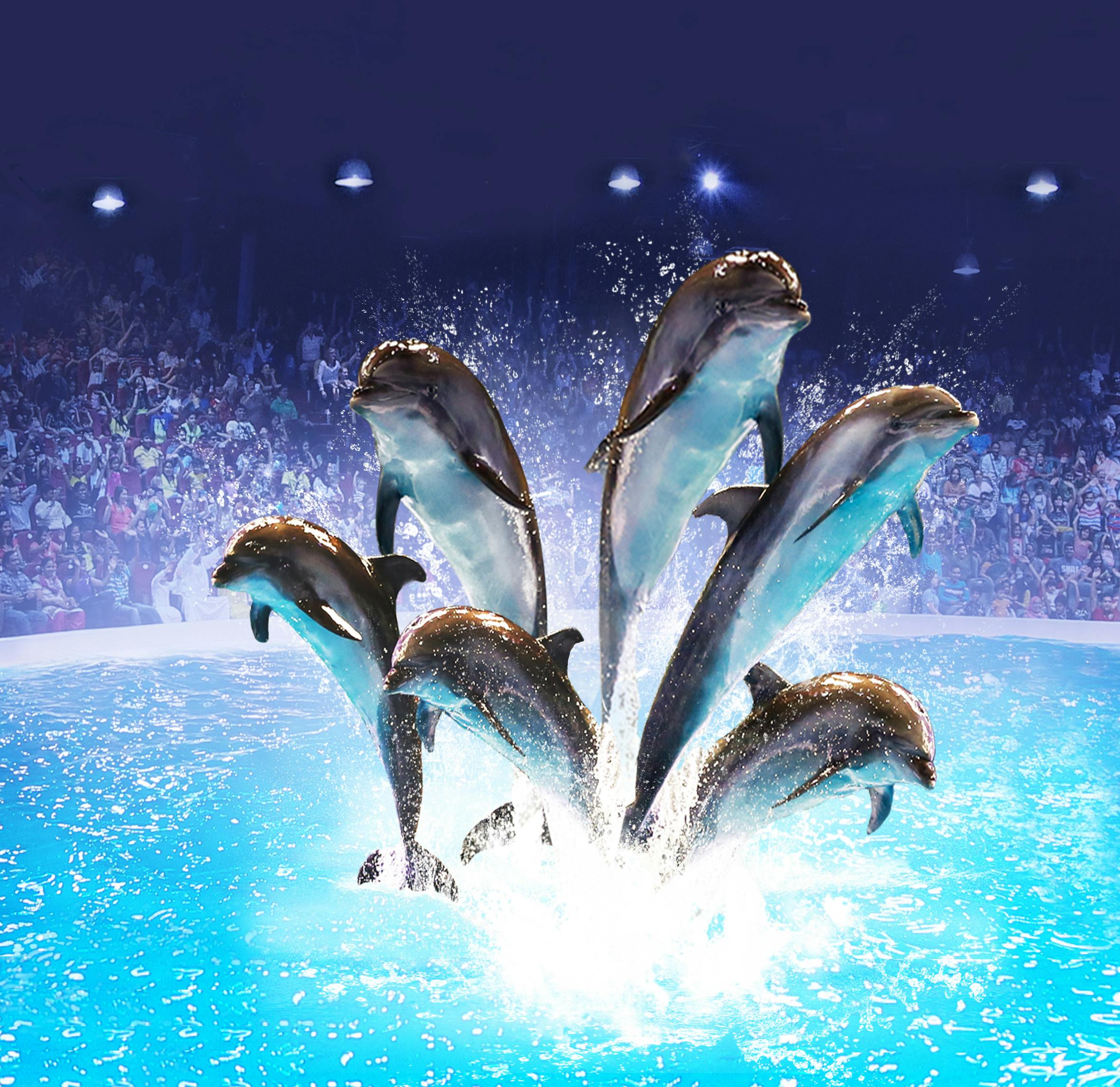 dolphin show dubai tickets