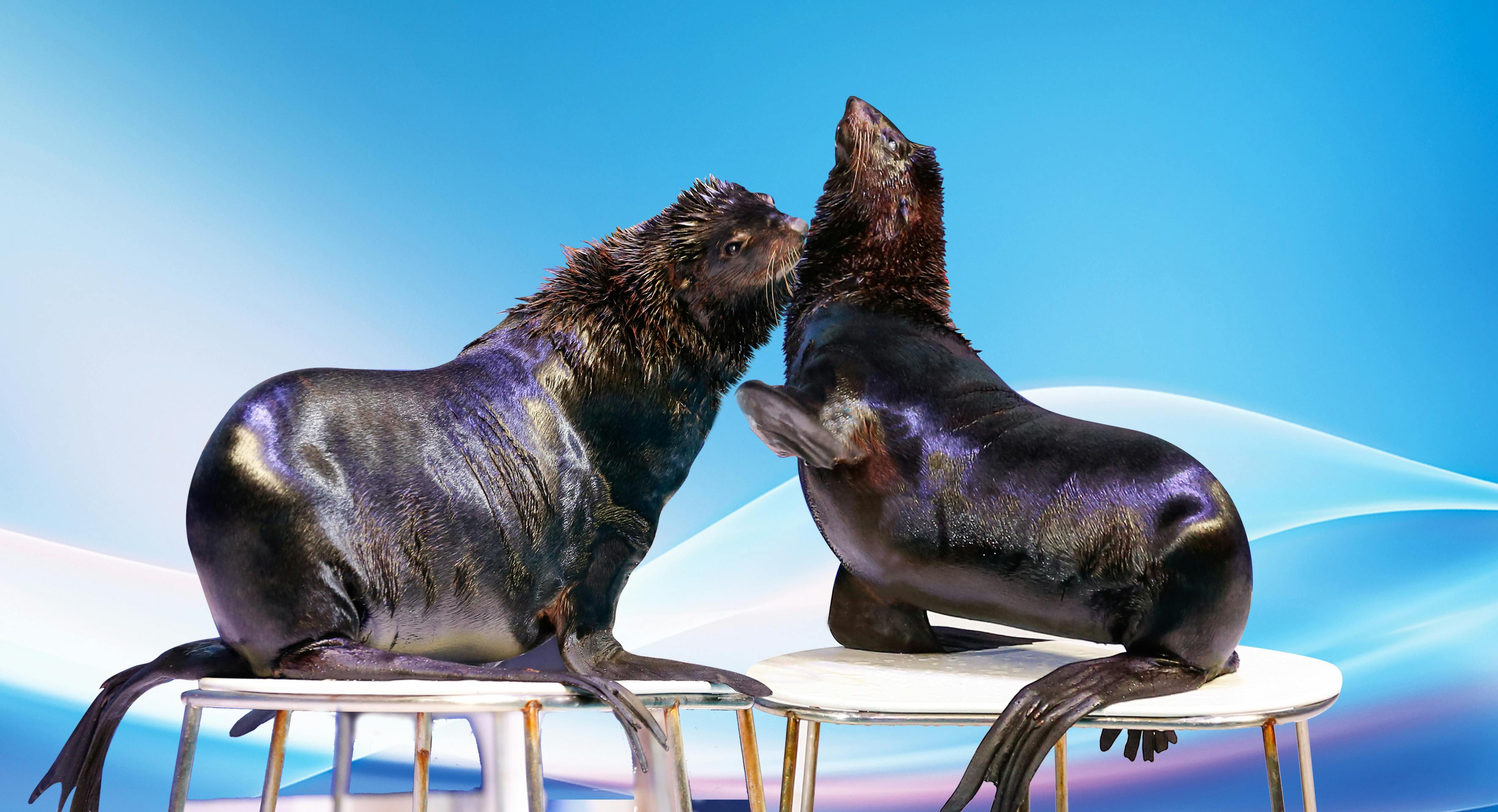 dolphin aquarium dubai