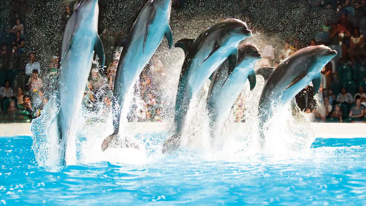 dubai dolphinarium