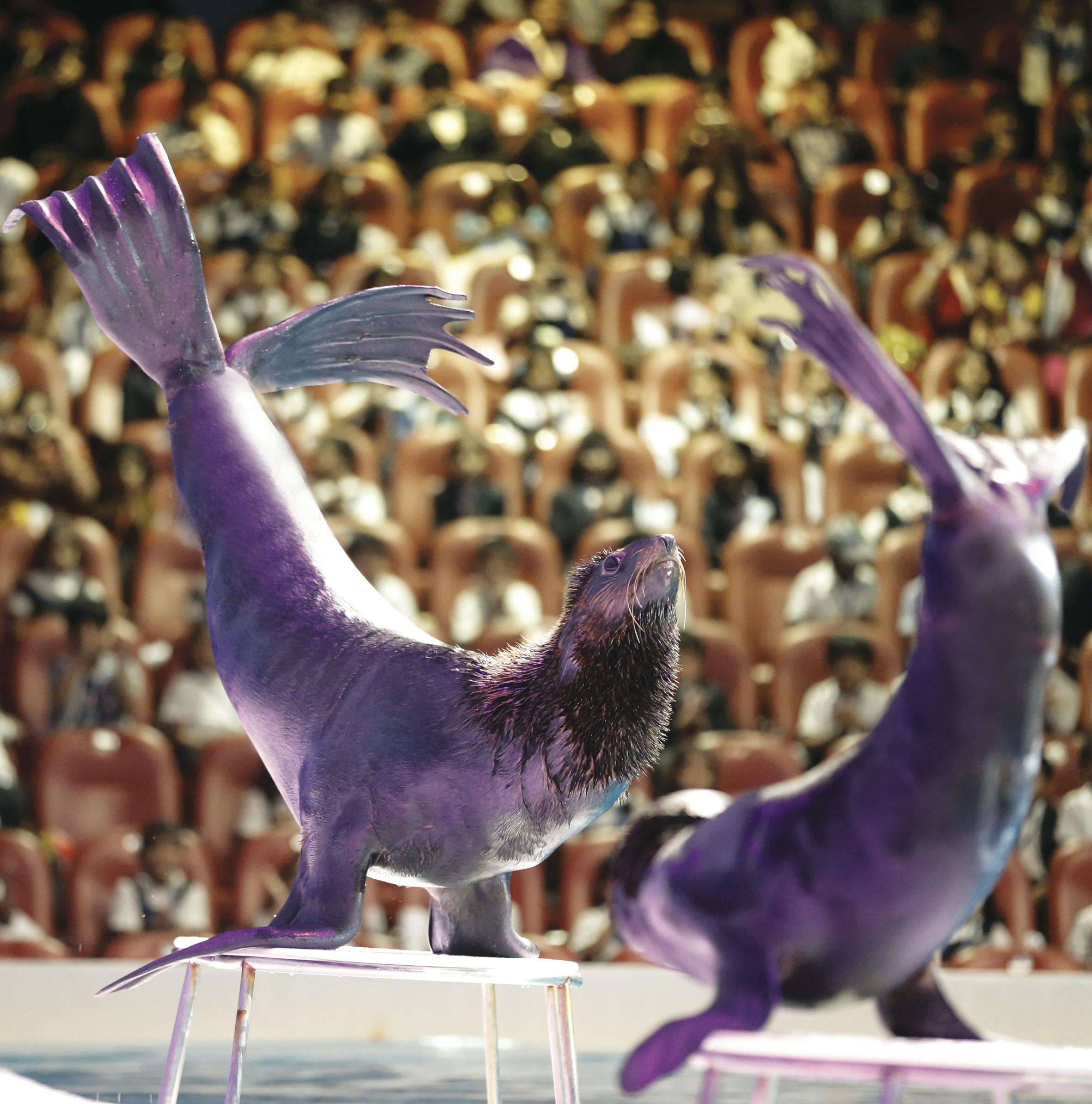 dubai dolphinarium location