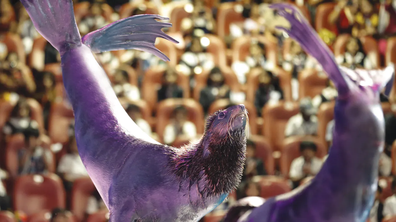 dubai dolphinarium location