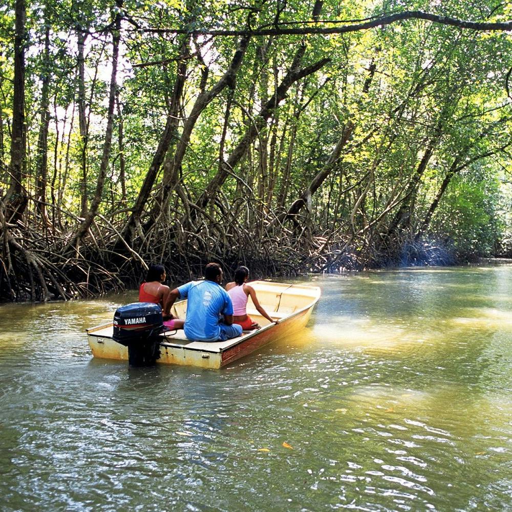 Mangrove Tour  Discount