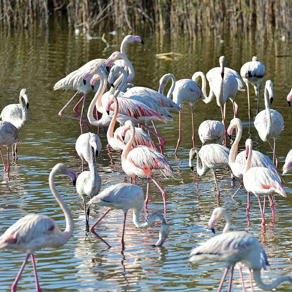 Mangrove Tour  Price