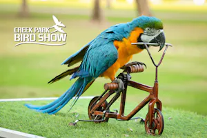 Dubai Dolphinarium: Creek Park Exotic Bird Show