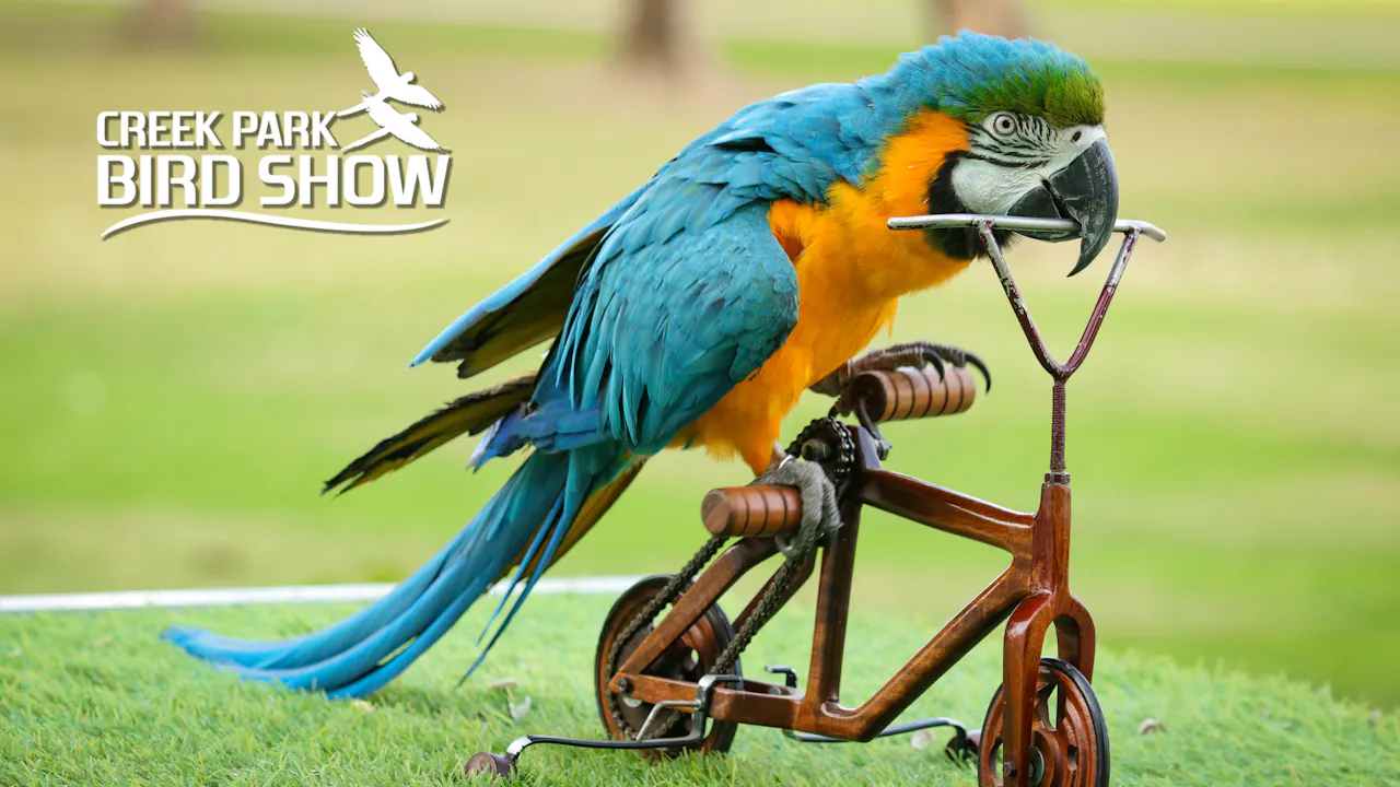 Dubai Dolphinarium: Creek Park Exotic Bird Show Ticket