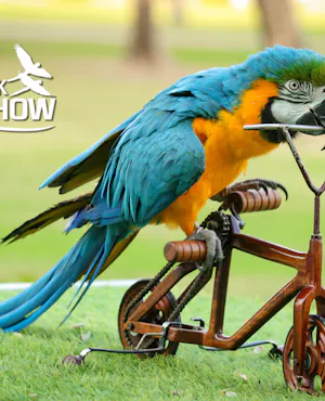 Dubai Dolphinarium: Creek Park Exotic Bird Show