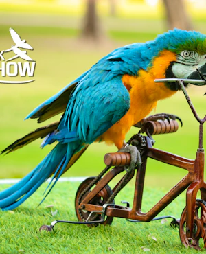 Dubai Dolphinarium: Creek Park Exotic Bird Show