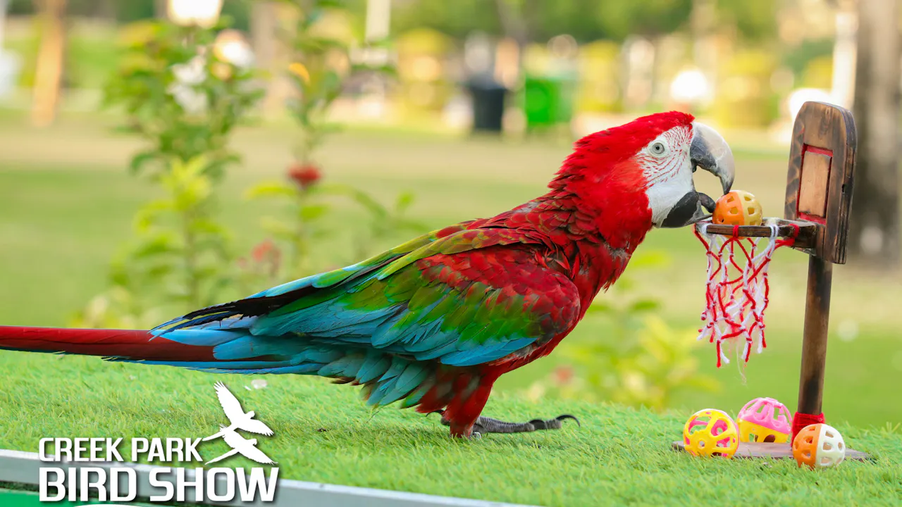 Dubai Dolphinarium: Creek Park Exotic Bird Show Price