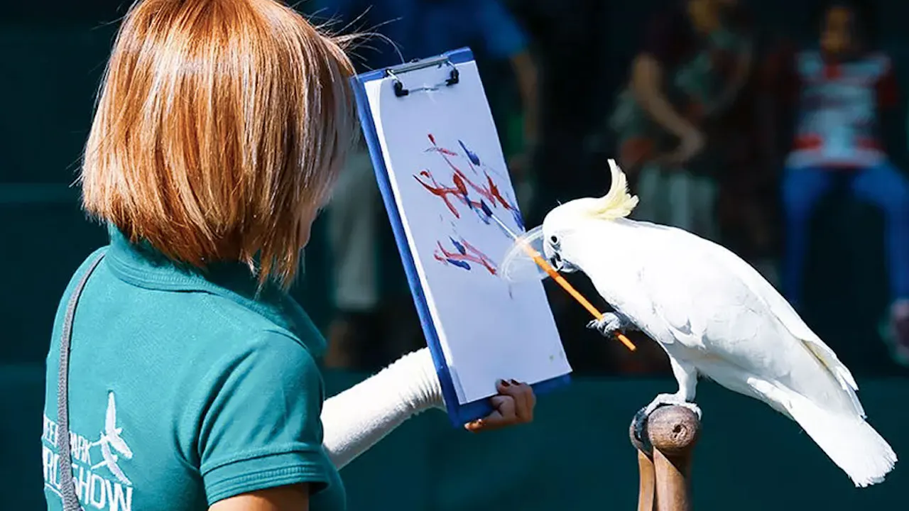 Exotic Bird Show Dubai