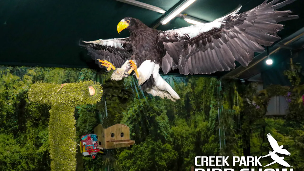 Dubai Dolphinarium: Creek Park Exotic Bird Show Discount