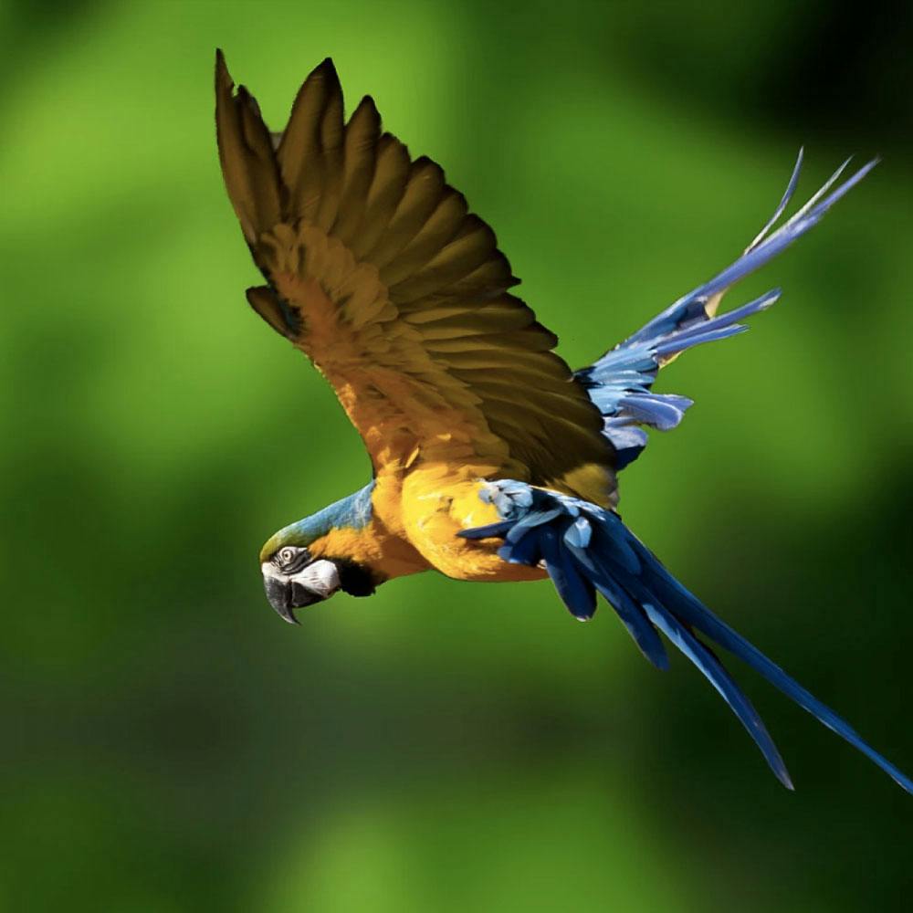 Dubai Dolphinarium: Creek Park Exotic Bird Show Category