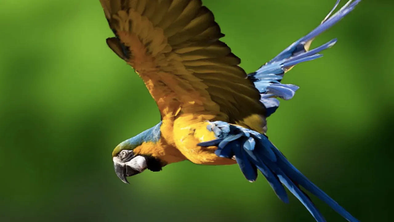 Dubai Dolphinarium: Creek Park Exotic Bird Show Category