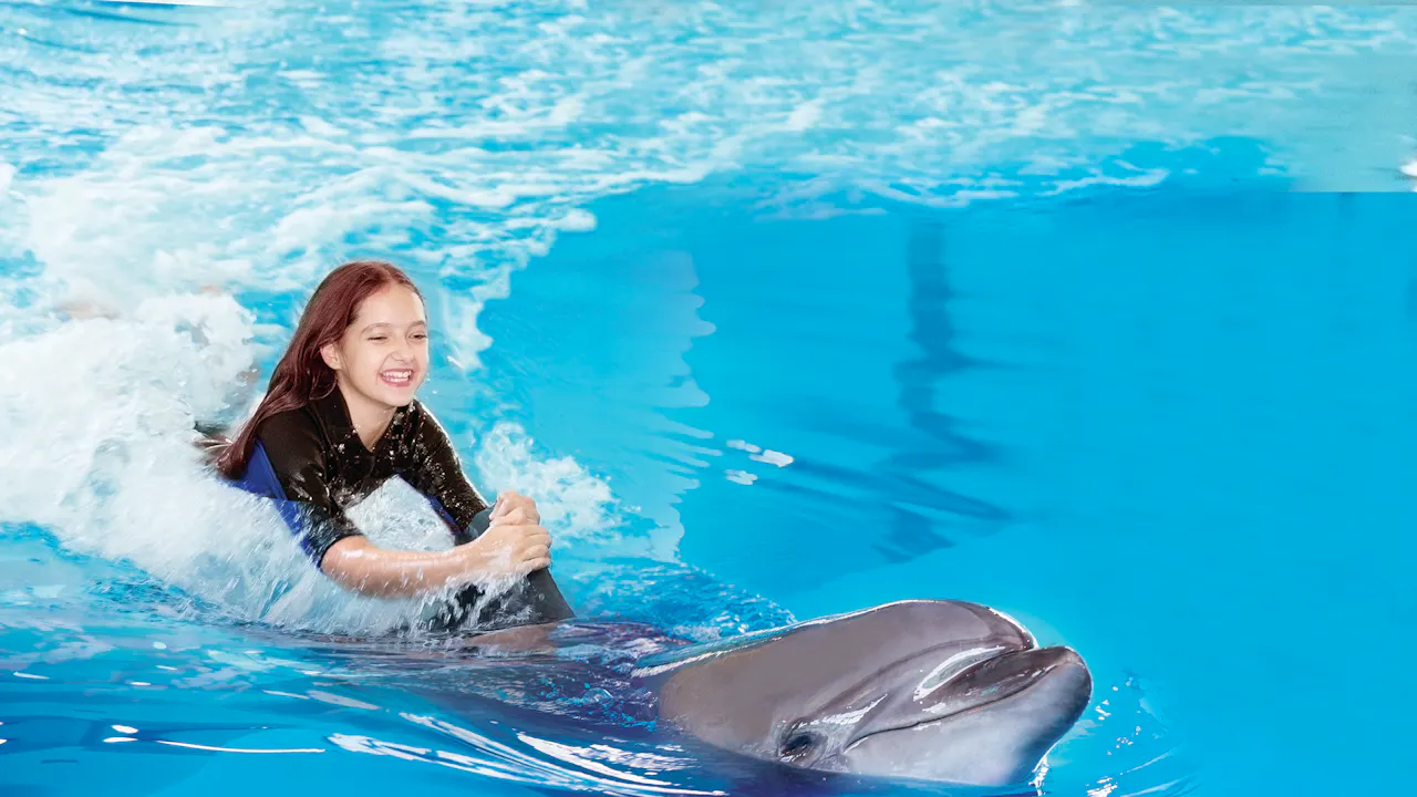 Dubai Dolphinarium: Swimming with Dolphins
