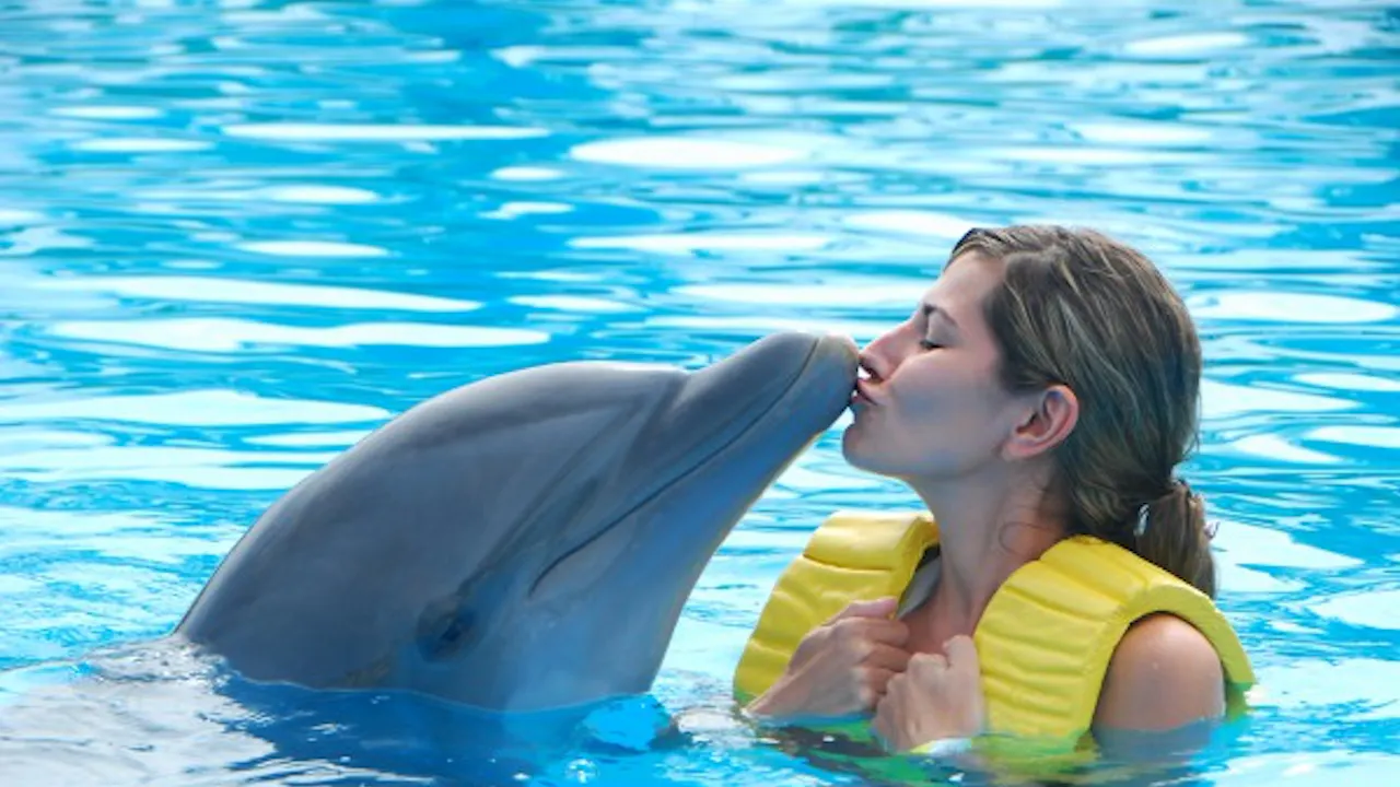 Dubai Dolphinarium: Swimming with Dolphins Price