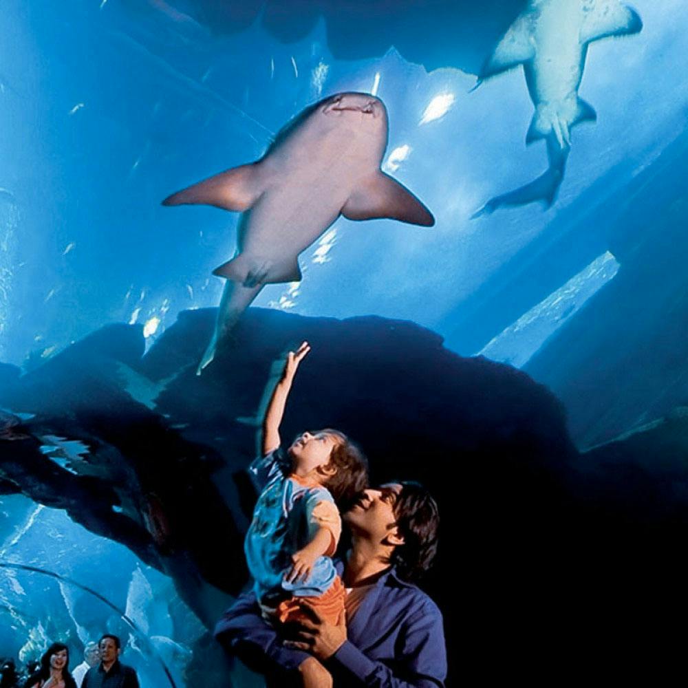 Dubai Mall Aquarium & VR Park Experience   Ticket