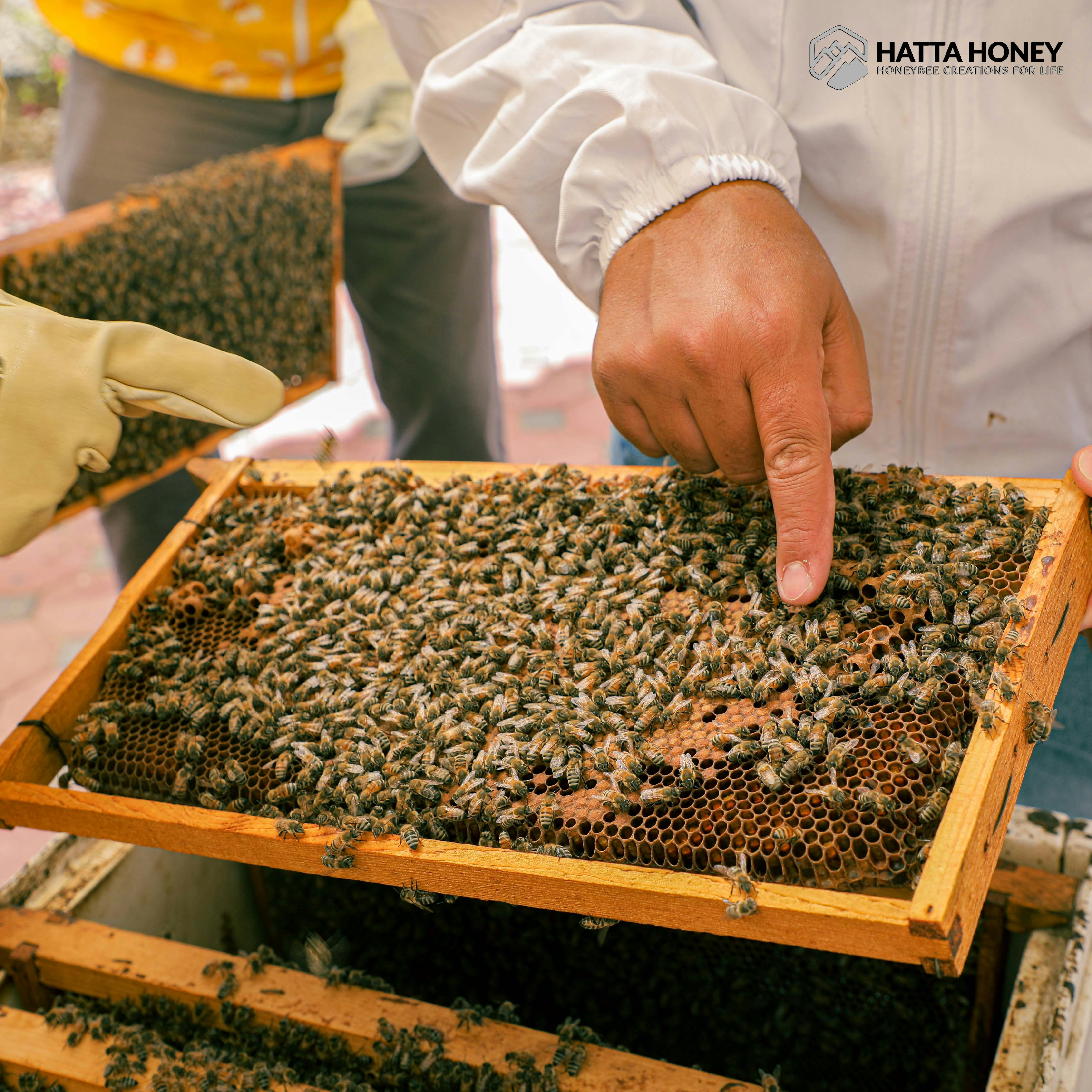 Hatta Honeybee Garden Discovery Tour Location