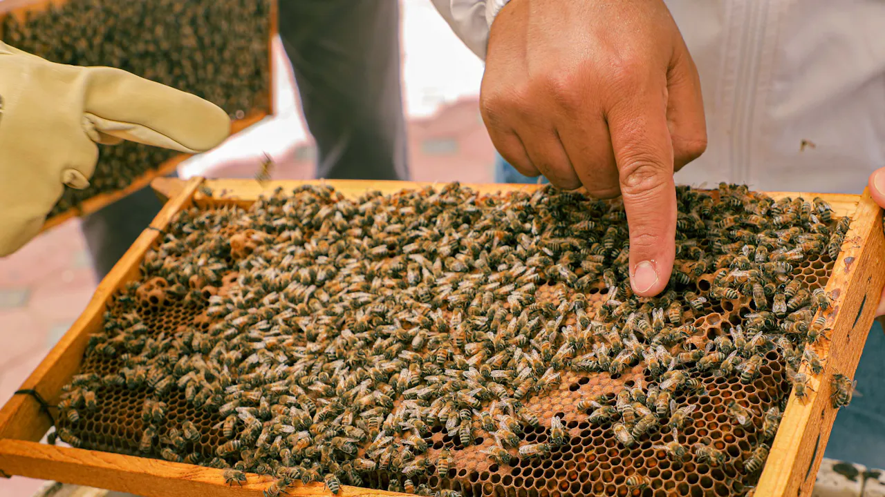 Hatta Honeybee Garden Discovery Tour Location