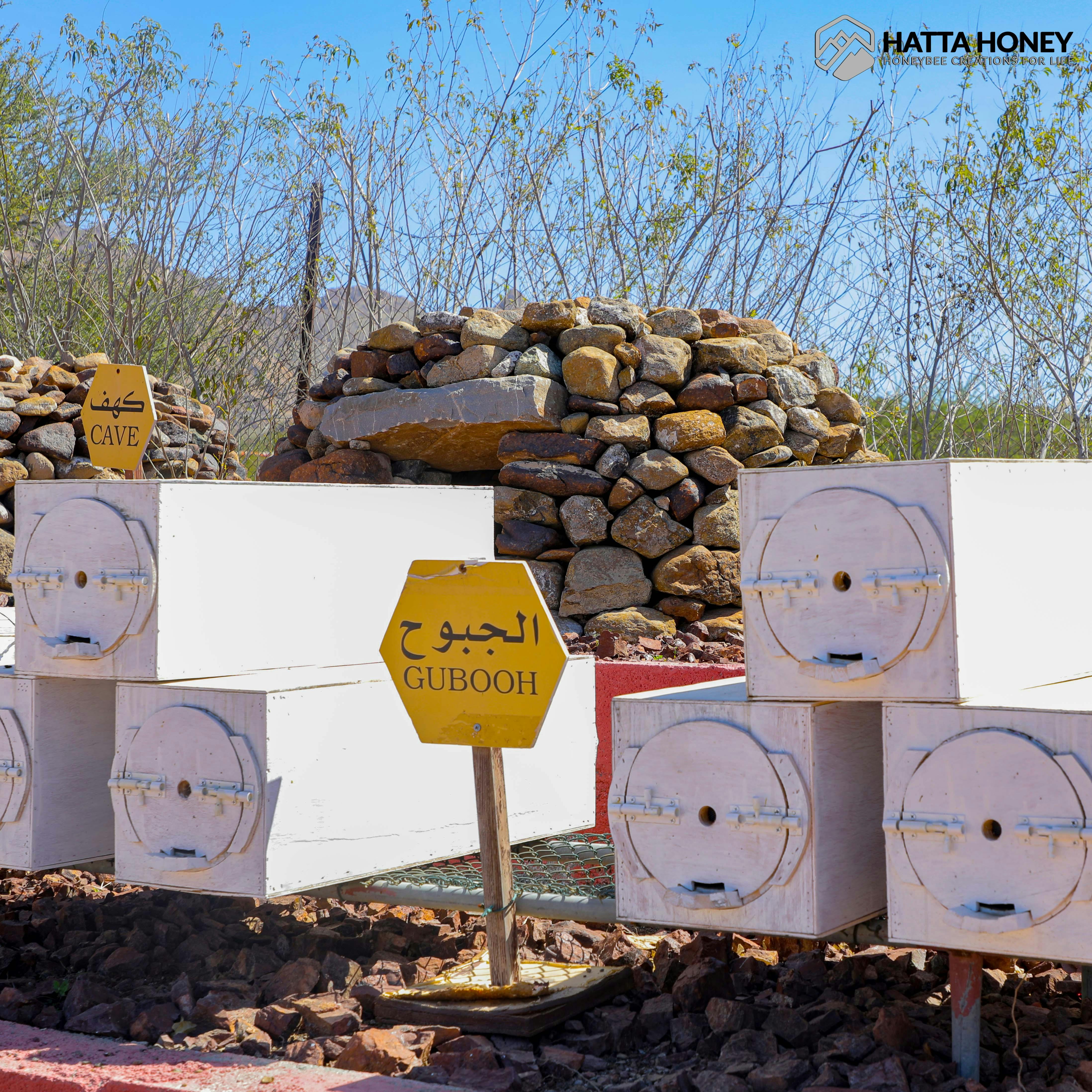 Hatta Honeybee Garden Discovery Tour Review