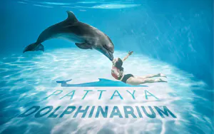 Pattaya Dolphinarium Tickets