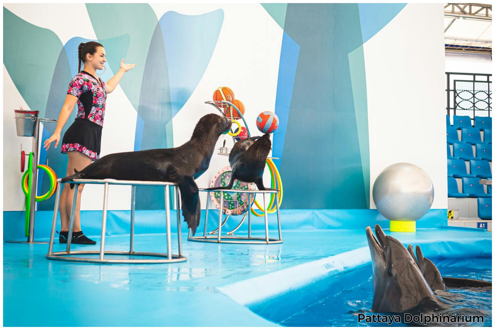 Pattaya Dolphinarium Tickets 