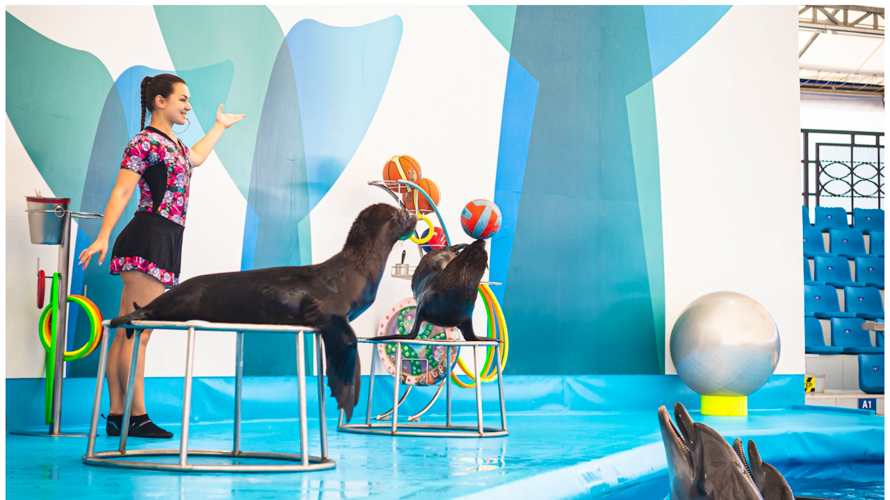 Pattaya Dolphinarium Tickets