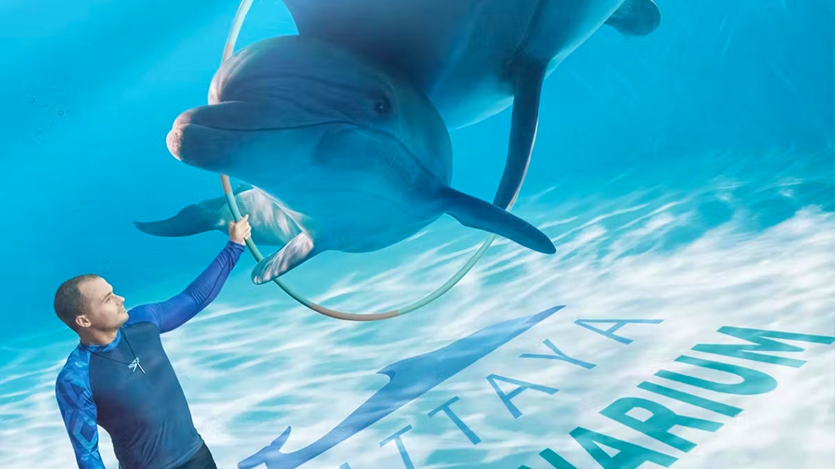 Entry Tickets To Pattaya Dolphinarium