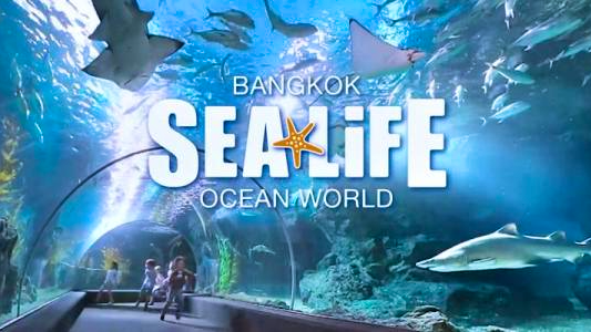 Sealife Bangkok + Madame Tussauds Bangkok Category