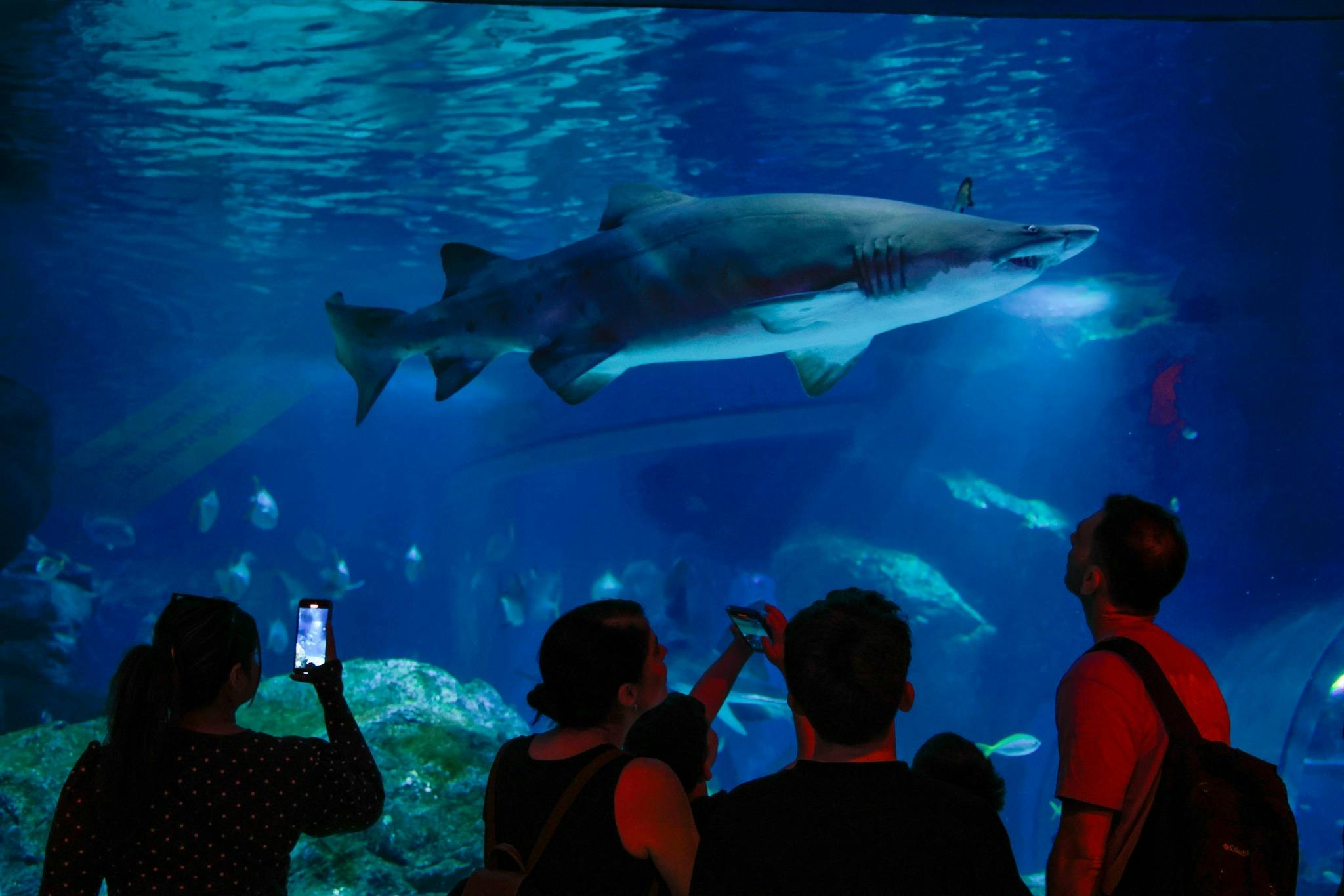 Sea Life Bangkok Tickets Review