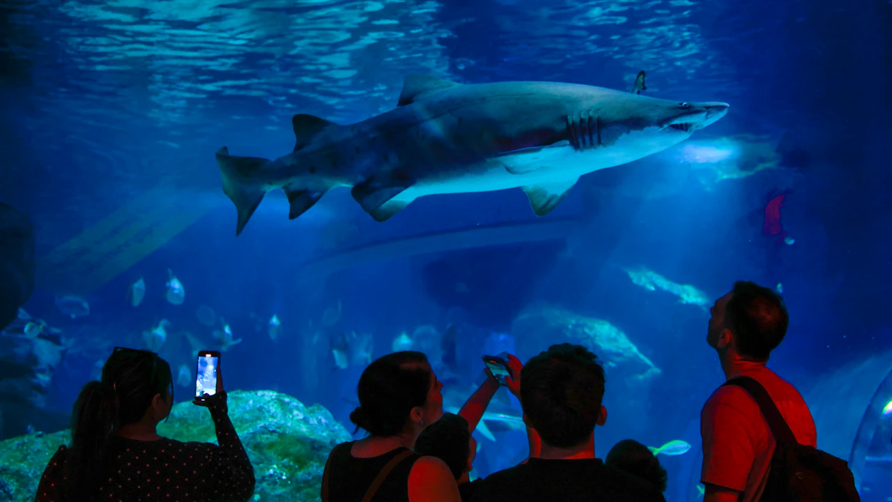 Sea Life Bangkok Tickets Review