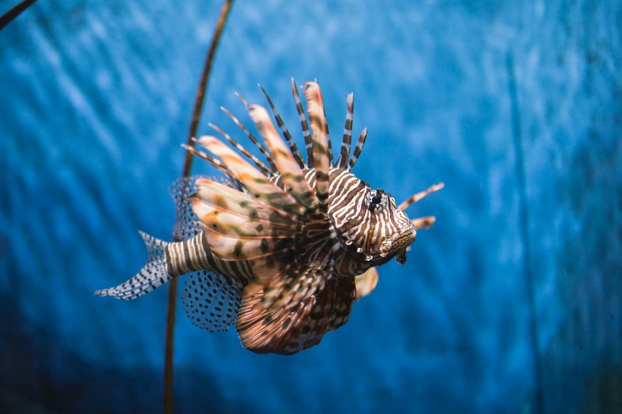 Sea Life Bangkok Tickets Thrillark