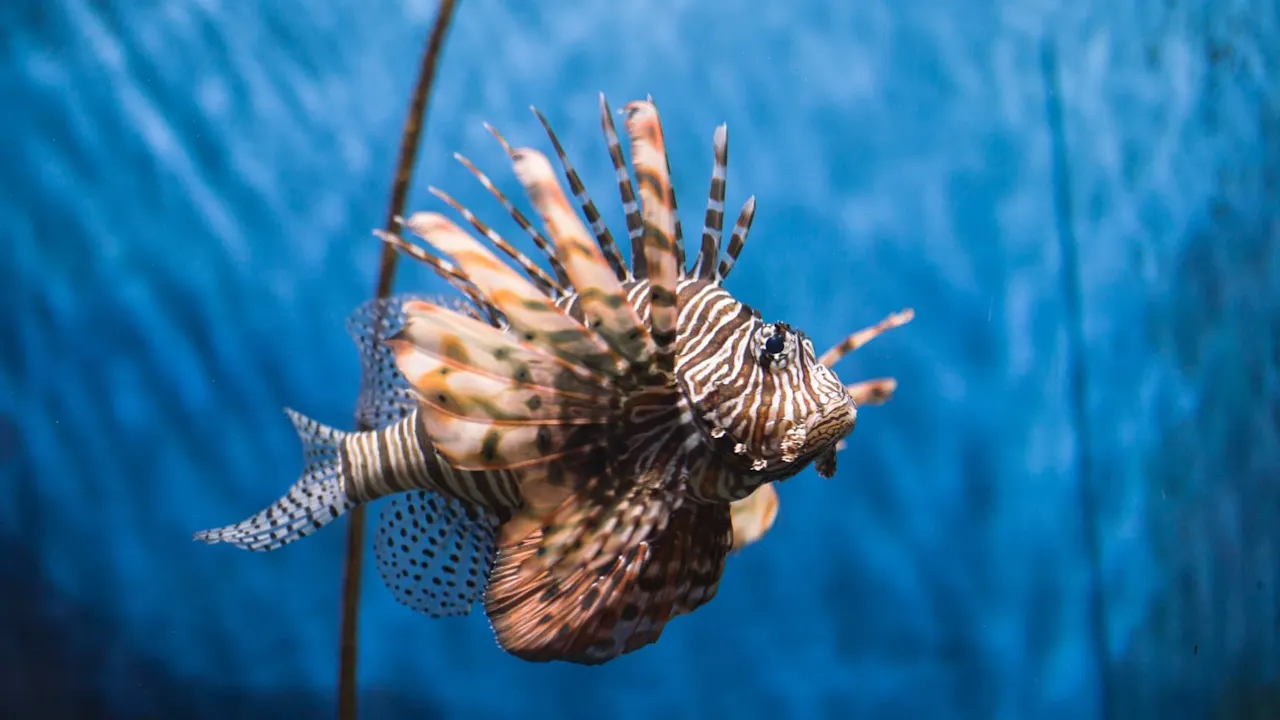 Sea Life Bangkok Tickets Thrillark