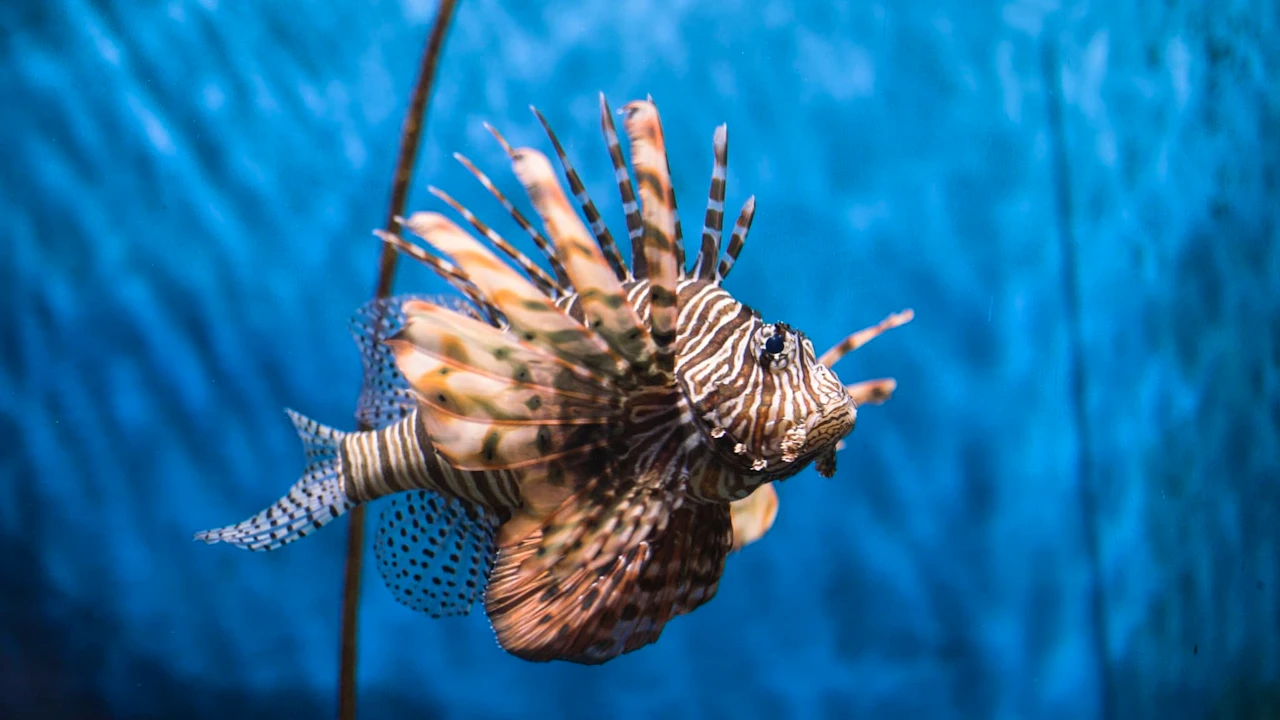 Sea Life Bangkok Tickets Thrillark
