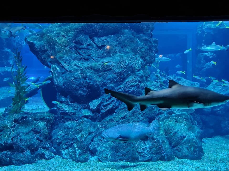 Sea Life Bangkok Tickets Review