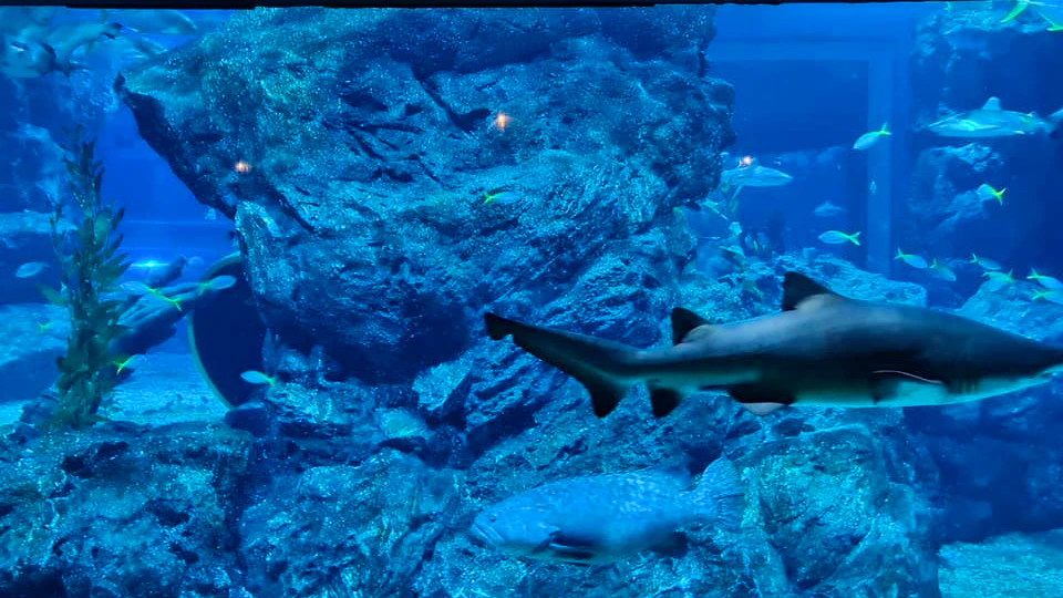 Sea Life Bangkok Tickets Review