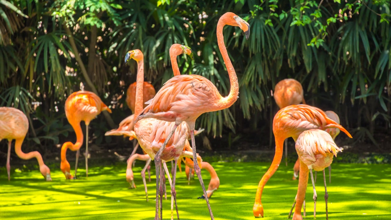 Tickets to Safari World & Marine Park with Buffet Lunch & Round-Trip Transfers Price