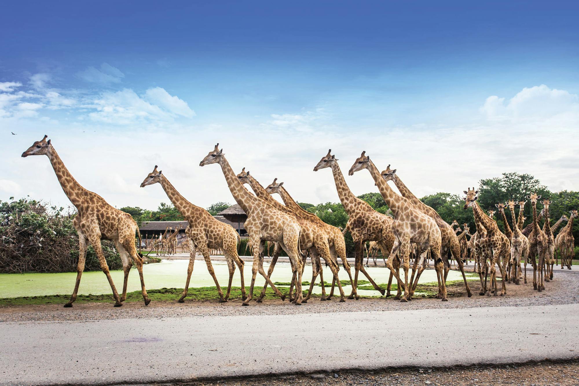 Safari World Bangkok with Private & Shared Transfers Category