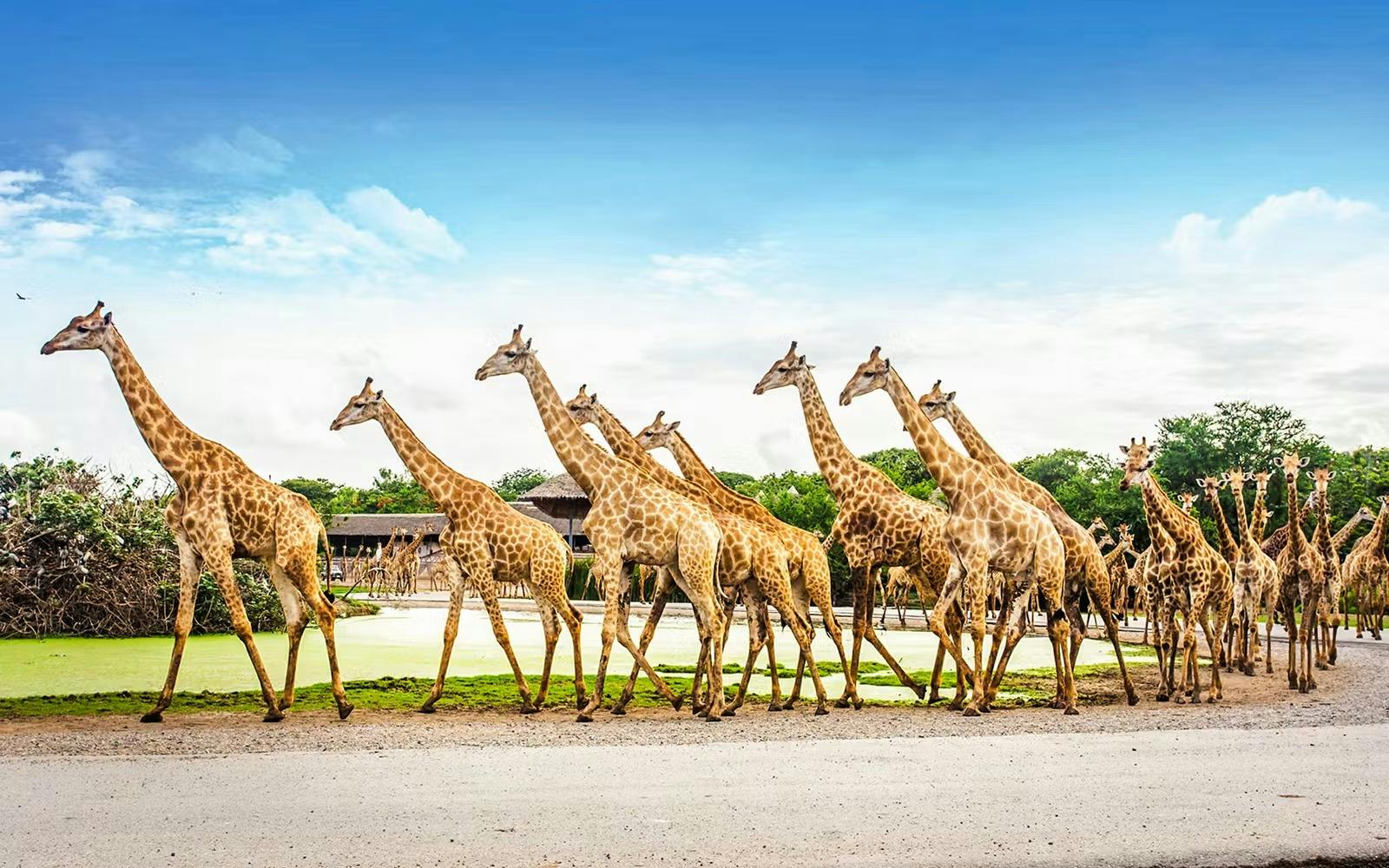 Safari World Bangkok Tickets 