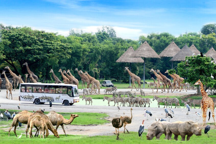 Safari World Bangkok Tickets