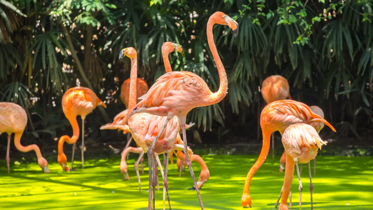 Safari World Bangkok Tickets