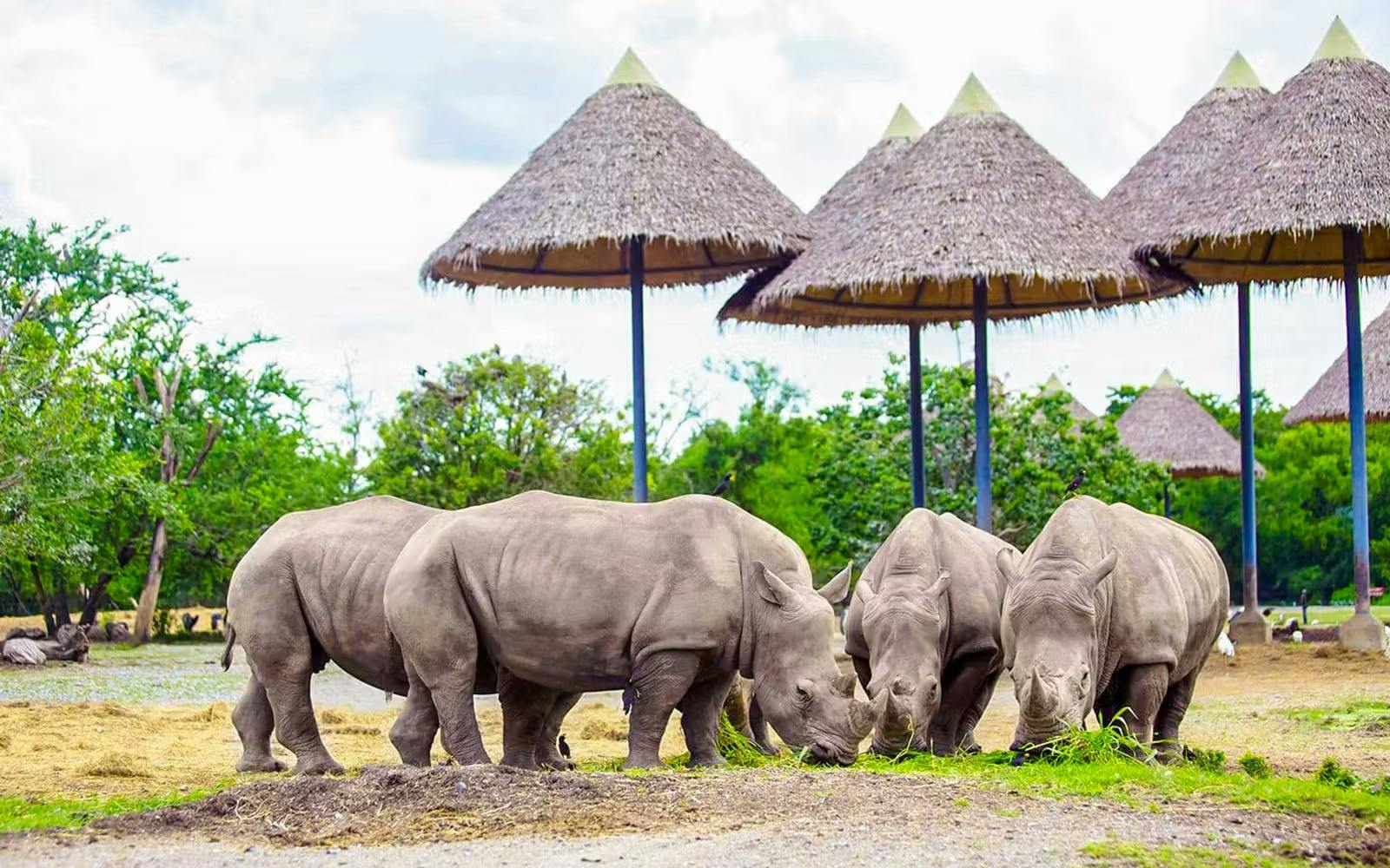 Safari World Bangkok Tickets Review