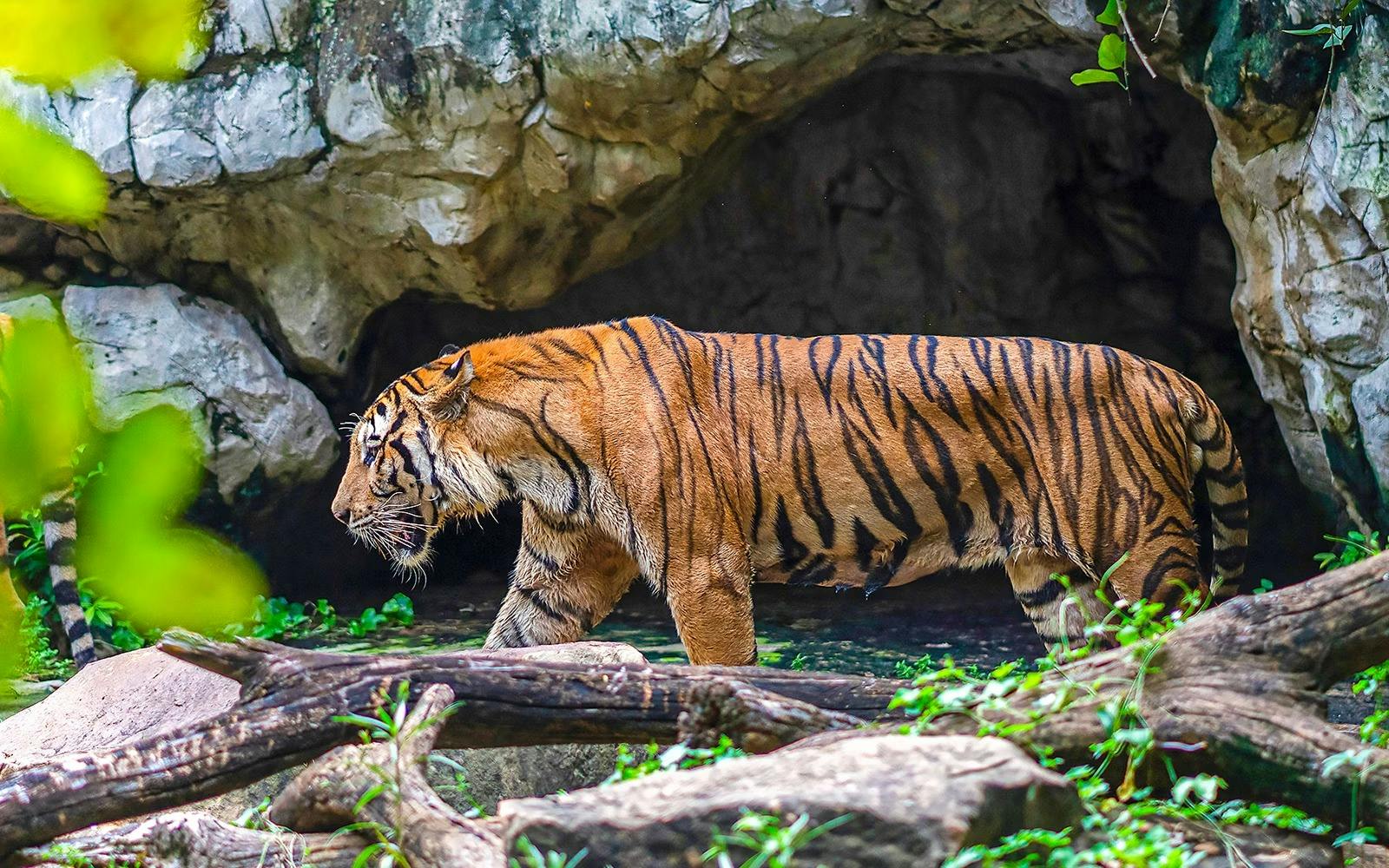 Safari World Bangkok Tickets Thrillark