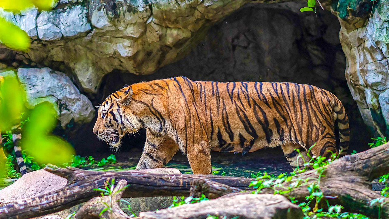 Safari World Bangkok Tickets Thrillark